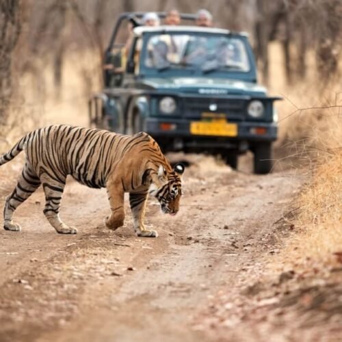 Golden Triangle Tour with Ranthambore Tiger Safari featuring a Royal Bengal Tiger crossing the forest trail during a wildlife safari in Ranthambore National Park