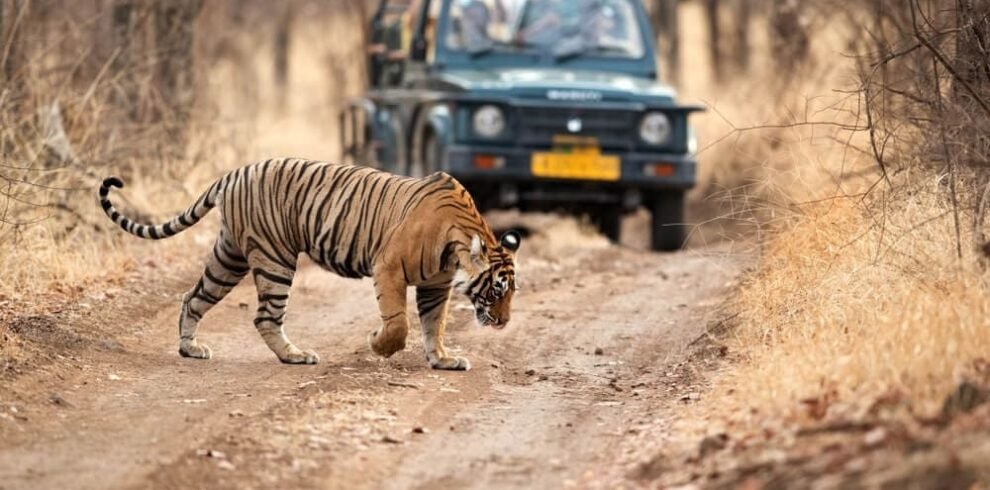 Golden Triangle Tour with Ranthambore Tiger Safari featuring a Royal Bengal Tiger crossing the forest trail during a wildlife safari in Ranthambore National Park