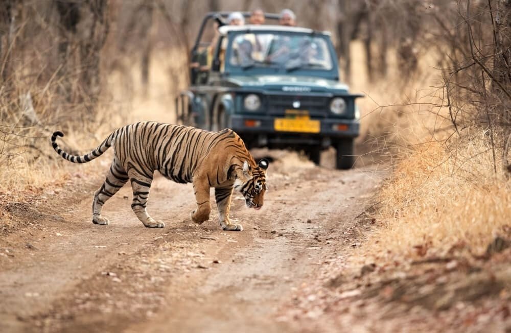 Golden Triangle Tour with Ranthambore Tiger Safari featuring a Royal Bengal Tiger crossing the forest trail during a wildlife safari in Ranthambore National Park
