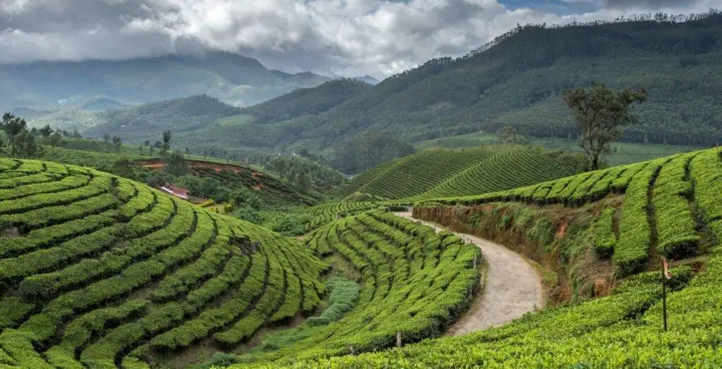 Scenic Indian tea plantation in Munnar producing premium tea, one of the best gifts from India for tea lovers.
