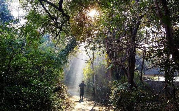 15 Best Parks in Delhi for Nature, Morning Walks and Sightseeing 8 Parks in Delhi featuring a shaded woodland trail and dense green trees at Jahanpanah City Forest